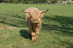 Ein Yak