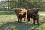 Yaks