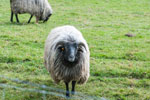 Ein Schaf