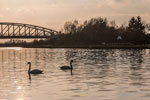 Ein Paar Höckerschwäne am Mittellandkanal