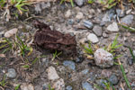 Ein Frosch