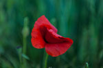 Mohn