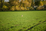 Eine Hase