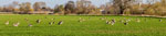 grasende Gänse