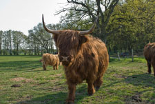 Ein Yak