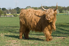 Ein Yak