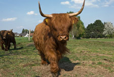 Ein Yak