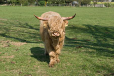 Ein Yak