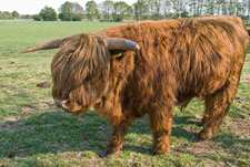 Ein Yak