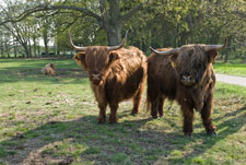 Yaks