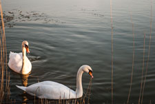 Ein Paar Höckerschwäne am Mittellandkanal
