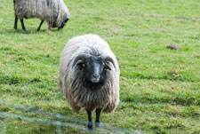 Ein Schaf
