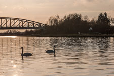 Ein Paar Höckerschwäne am Mittellandkanal