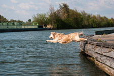 Ein fliegender Hund