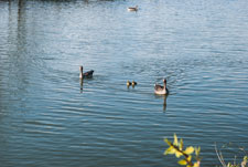 Eine Gänsefamilie