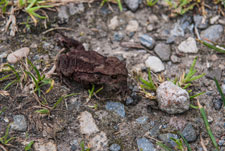 Ein Frosch