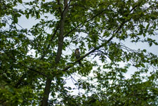 Ein Vogel