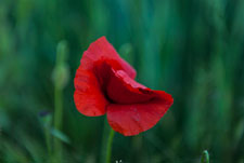 Mohn