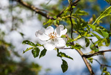 Eine Blüte Sauerkirsche