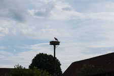 Ein Weißstorch am Nistplatz