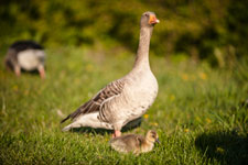 Eine junge Gans