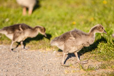 Eine junge Gans