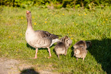 grasende Gänse