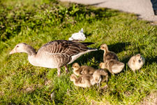 grasende Gänse