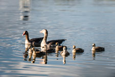 Gänsefamilie auf dem Wasser