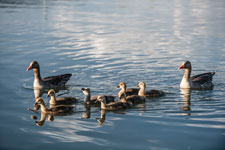 Gänsefamilie auf dem Wasser
