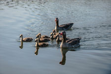 Gänsefamilie auf dem Wasser