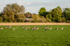 grasende Gänse