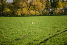 Eine Hase