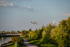 Gänse im Flug