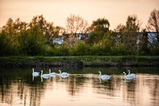 Höckerschwäne am Mittellandkanal