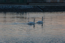 Höckerschwäne am Mittellandkanal