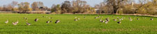 grasende Gänse