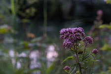 Wildpflanzen