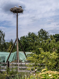 Weißstörche am Nistplatz