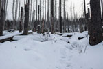 Nationalpark Harz. Zum Brocken