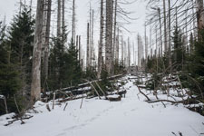 Nationalpark Harz. Zum Brocken