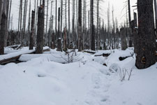 Nationalpark Harz. Zum Brocken
