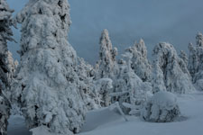 Nationalpark Harz. Unter dem Brocken