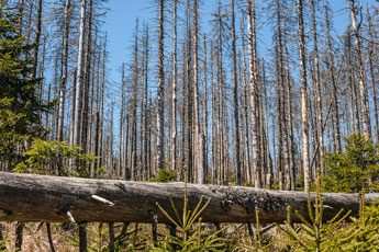 Nationalpark Harz. Zur Achtermannshöhe