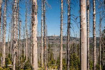 Nationalpark Harz. Zur Achtermannshöhe. Brockenblick