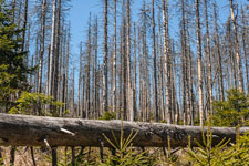 Nationalpark Harz. Zur Achtermannshöhe