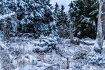 Nationalpark Harz. Zum Brocken