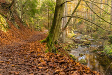 Nationalpark Harz. Heinrich-Heine-Weg