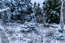 Nationalpark Harz. Zum Brocken