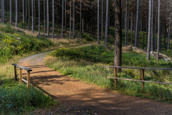 Nationalpark Harz. Ein Weg